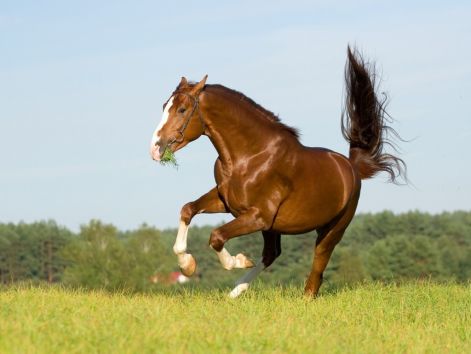 chestnut-stallion-rodeo-klass.jpg